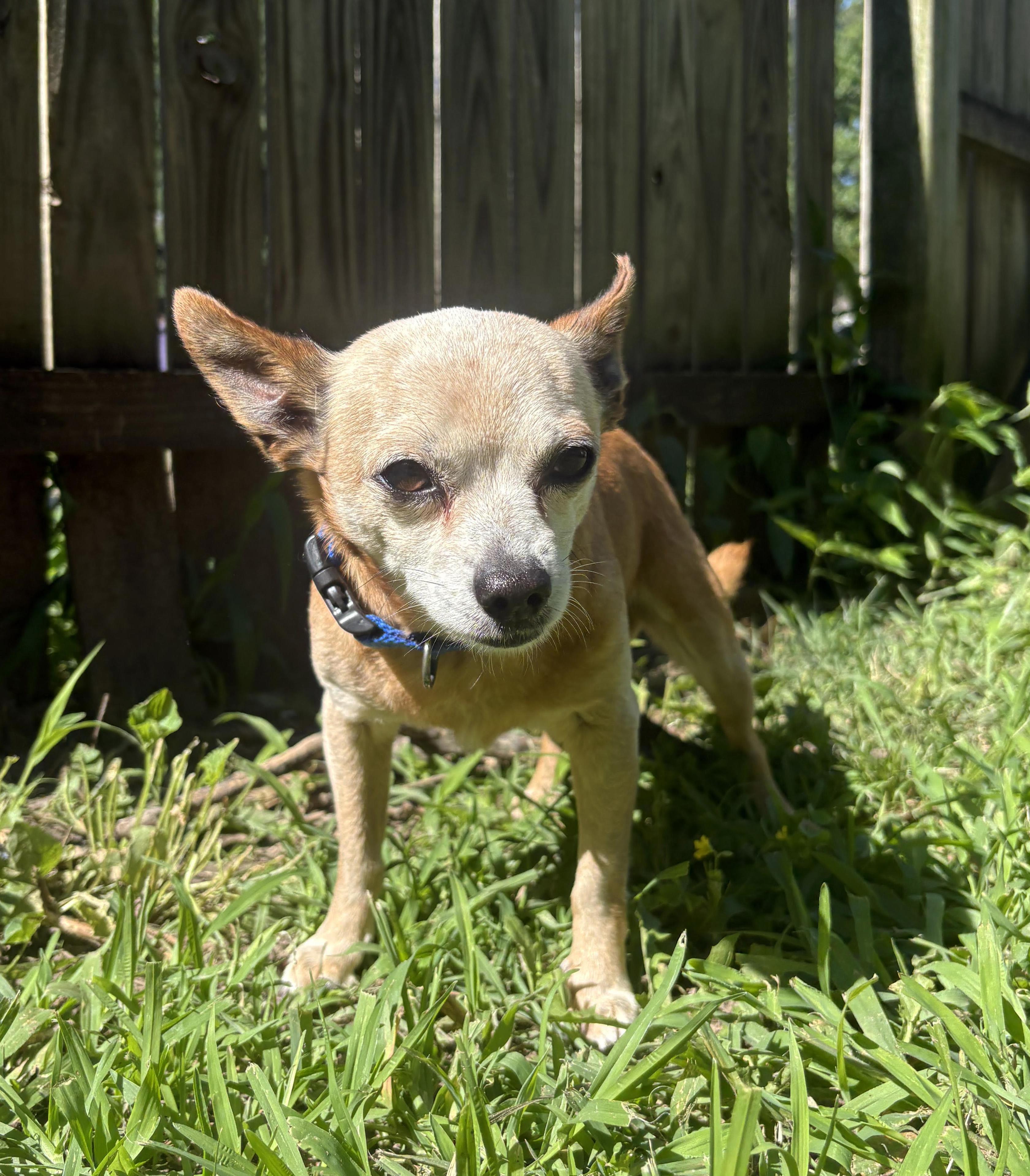 Enlarge Ricky, a ADOPTABLE Chihuahua in Manhattan, KS image 5/6