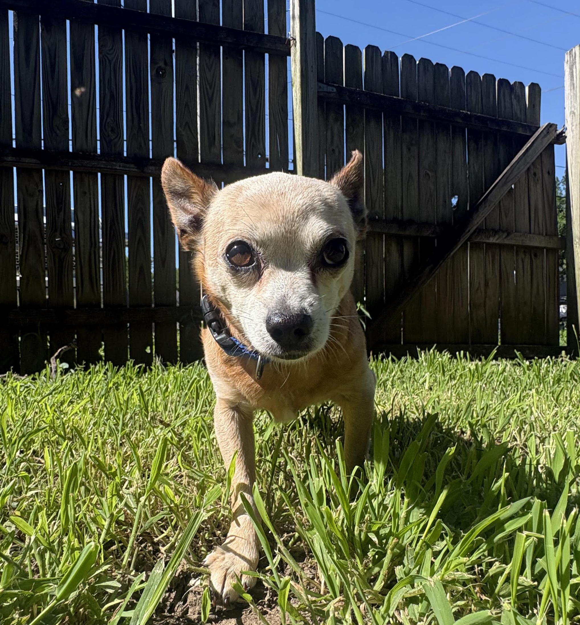 Ricky, ADOPTABLE, Adult Male Chihuahua.
