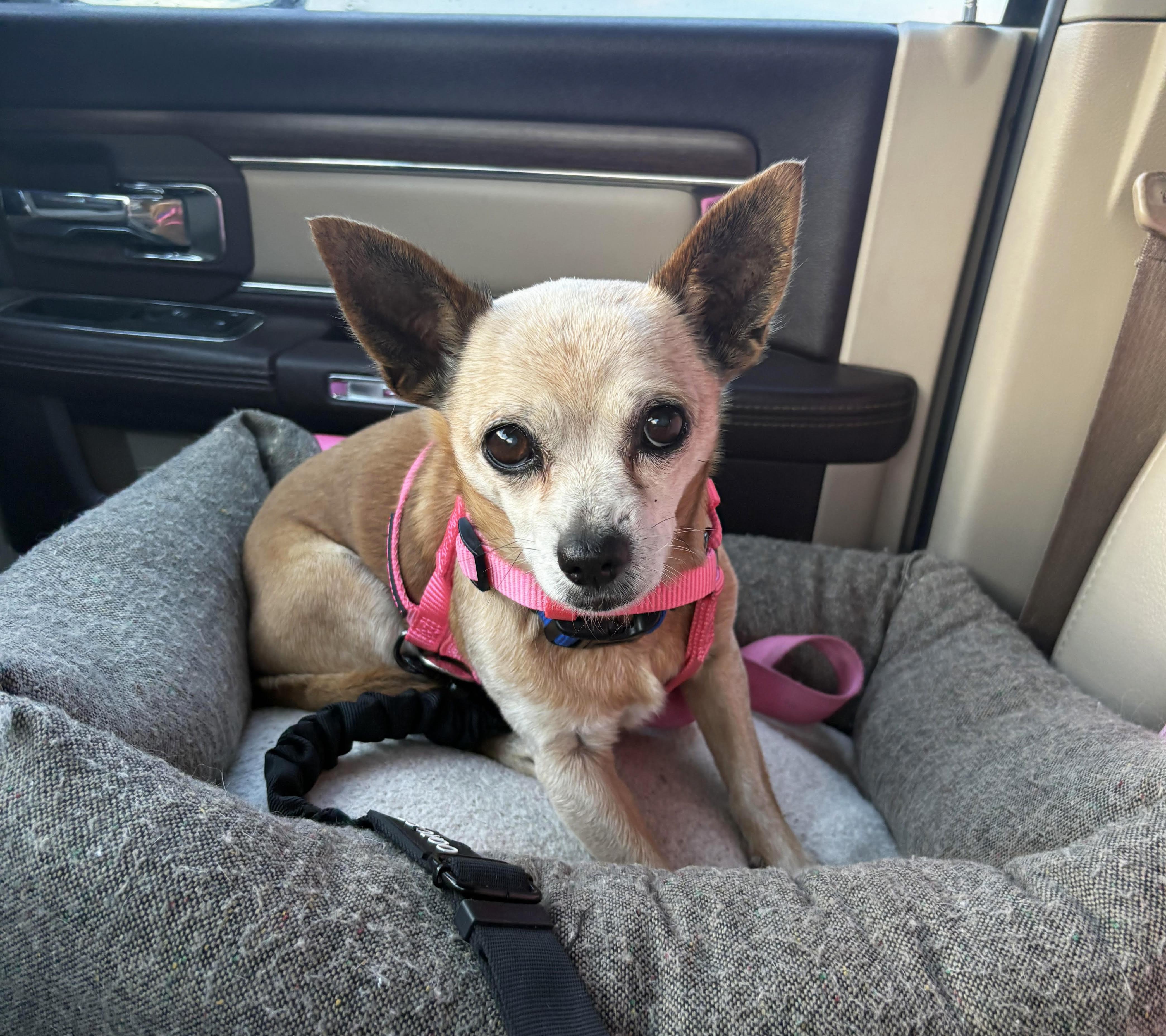 Enlarge Ricky, a ADOPTABLE Chihuahua in Manhattan, KS image 3/6