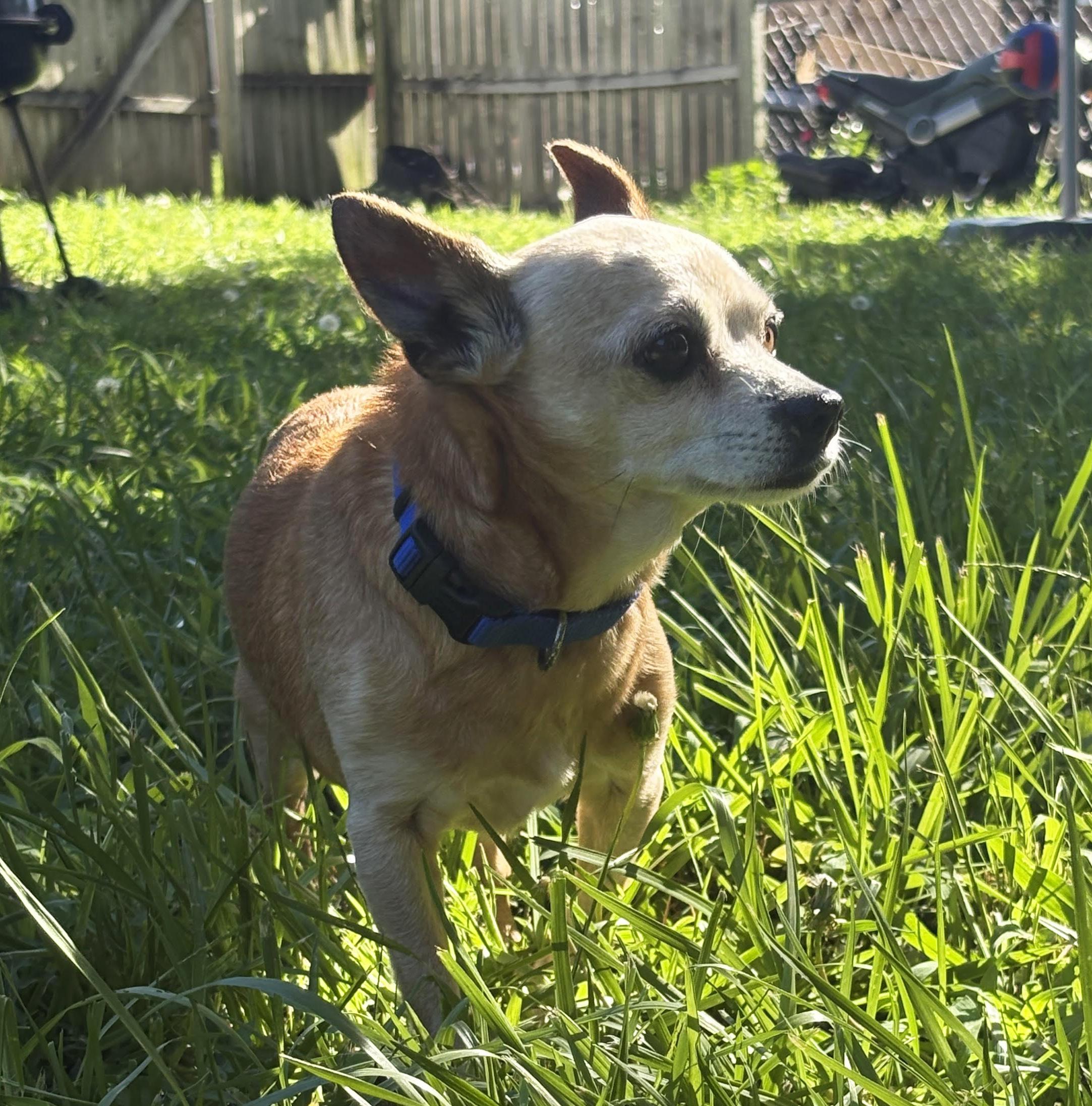 Enlarge Ricky, a ADOPTABLE Chihuahua in Manhattan, KS image 4/6