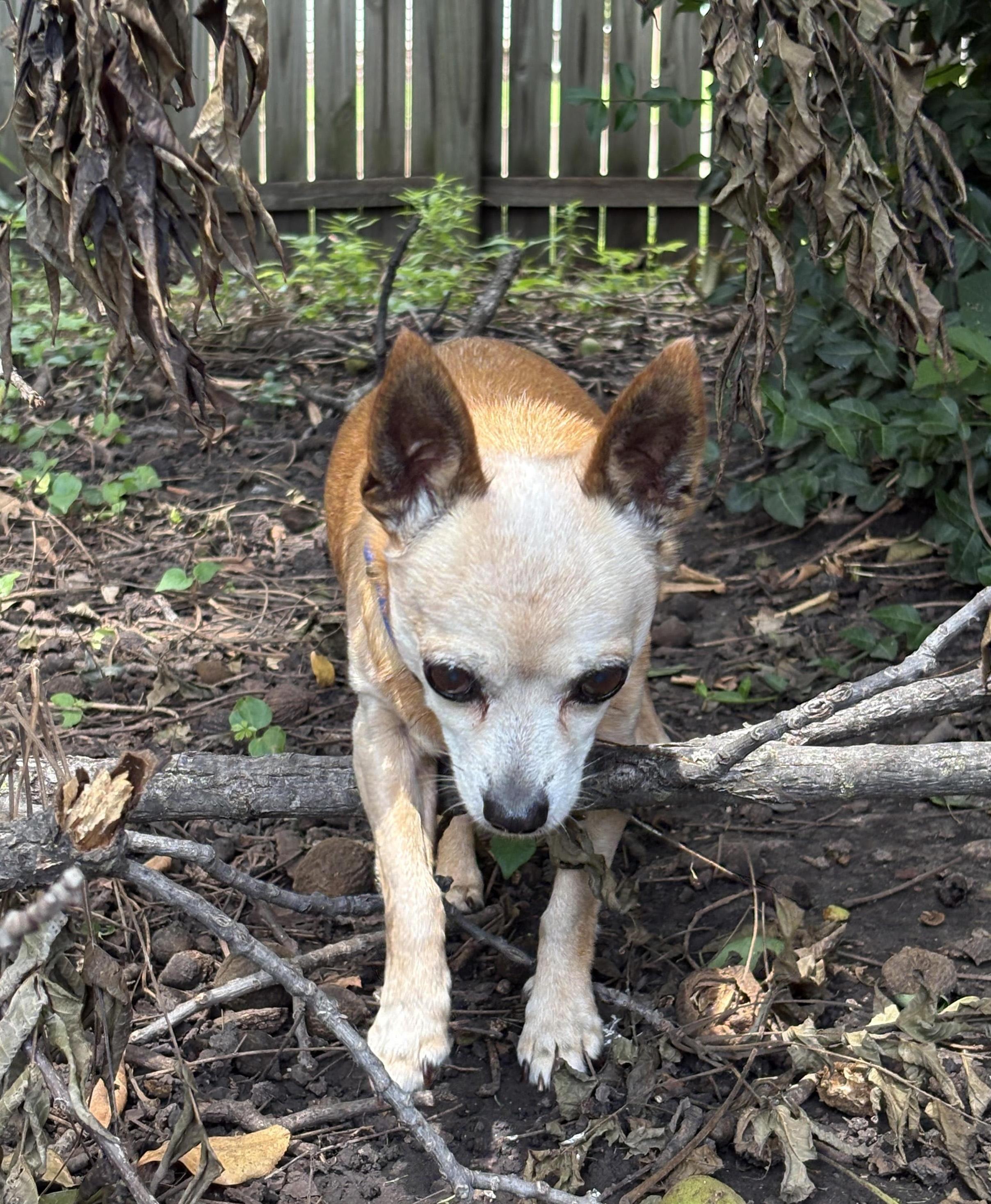 Enlarge Ricky, a ADOPTABLE Chihuahua in Manhattan, KS image 2/6