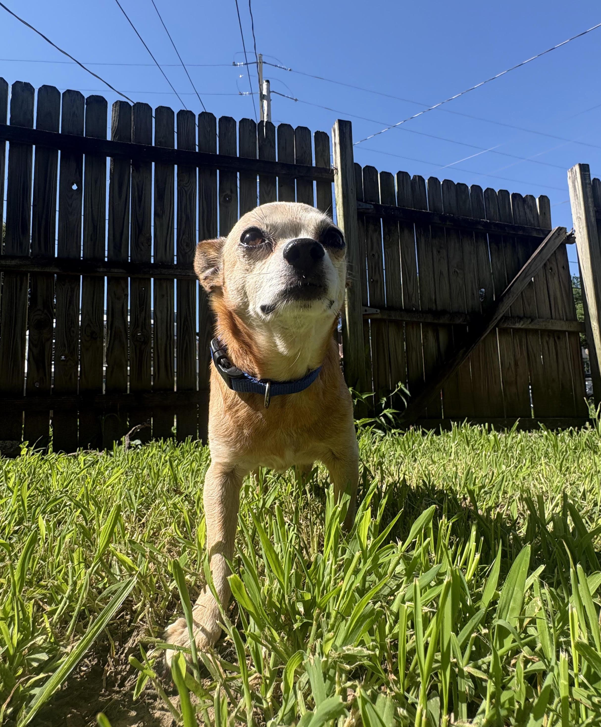 Enlarge Ricky, a ADOPTABLE Chihuahua in Manhattan, KS image 6/6