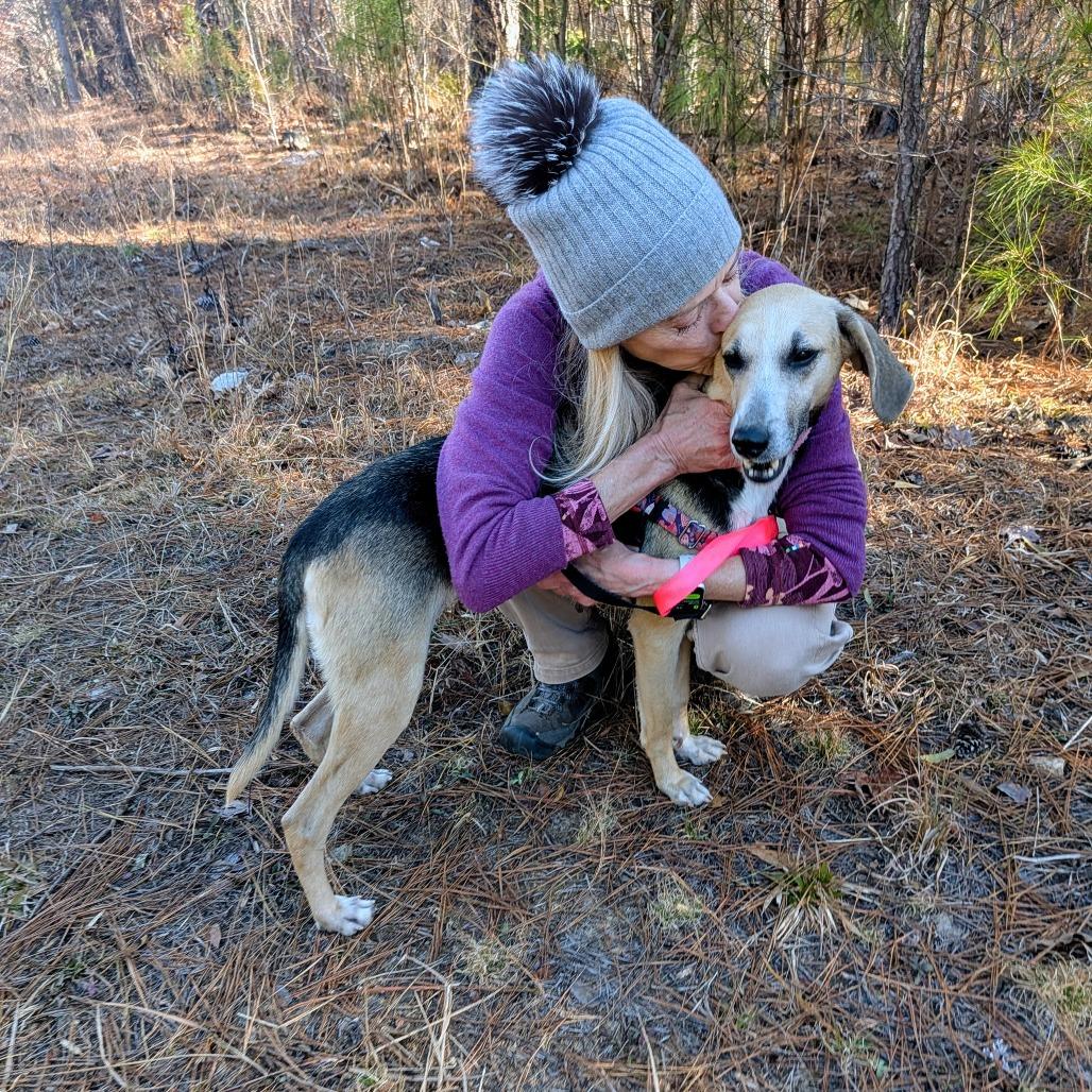 Enlarge Nerine, a Adoptable Hound in Wake Forest, NC image 2/6