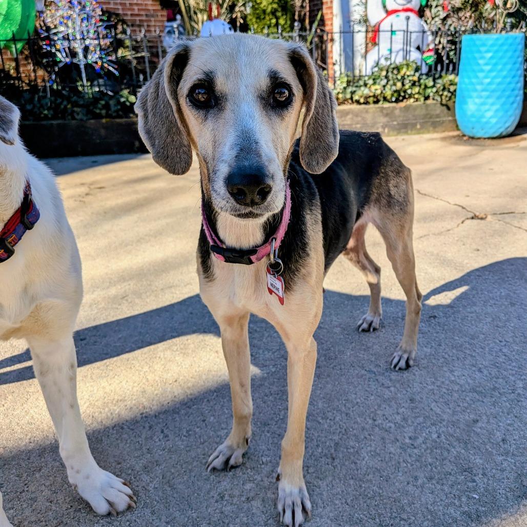 Enlarge Nerine, a Adoptable Hound in Wake Forest, NC image 3/6