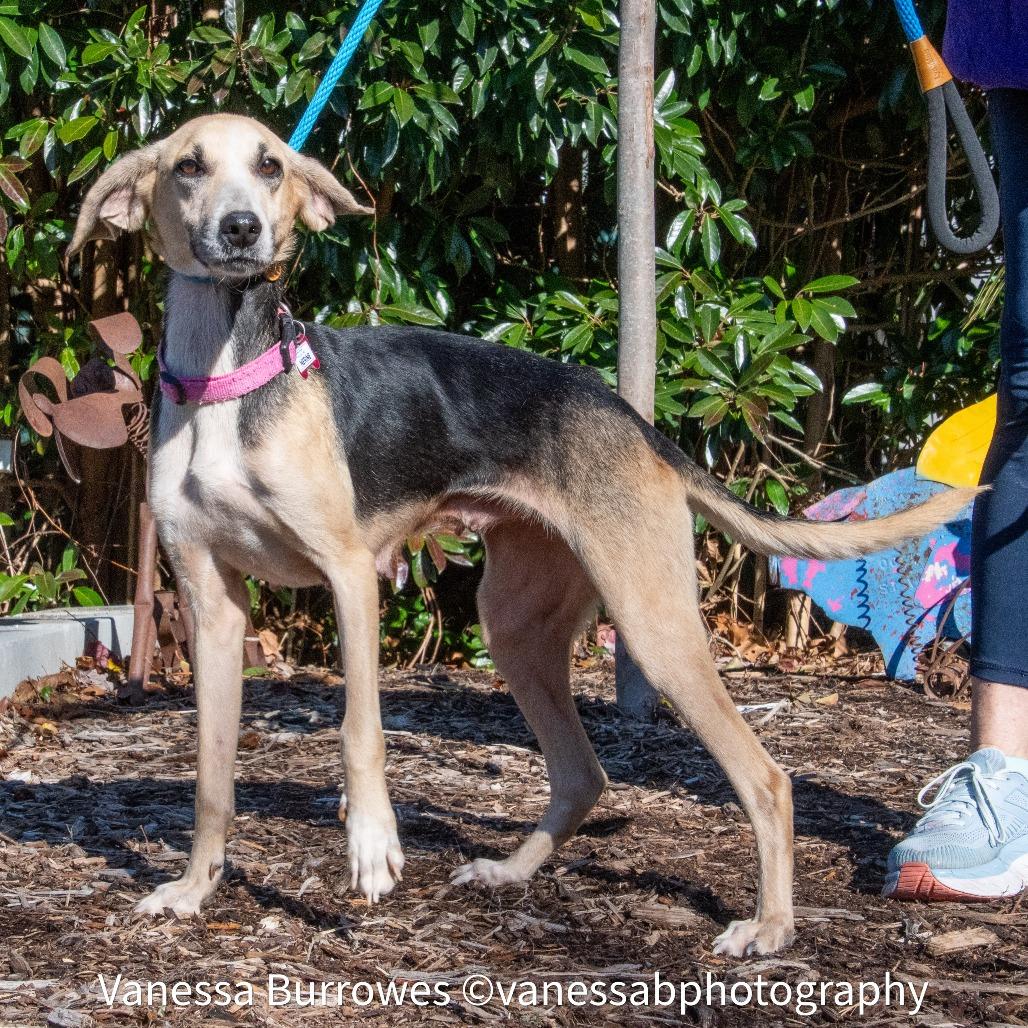 Enlarge Nerine, a Adoptable Hound in Wake Forest, NC image 4/6