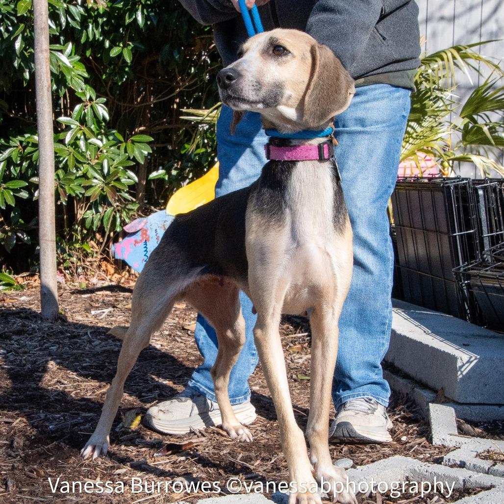 Enlarge Nerine, a Adoptable Hound in Wake Forest, NC image 5/6