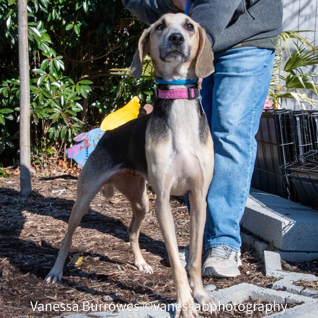Enlarge Nerine, a Adoptable Hound in Wake Forest, NC image 6/6