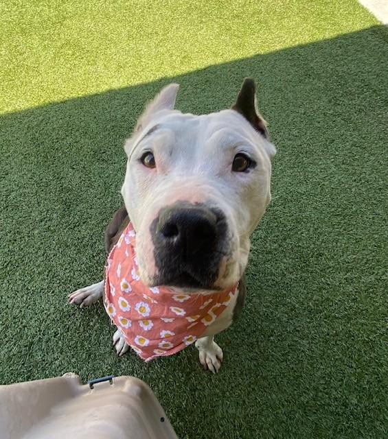 Enlarge Isabella , a ADOPTABLE mixed breed in Fayetteville, AR image 1/6