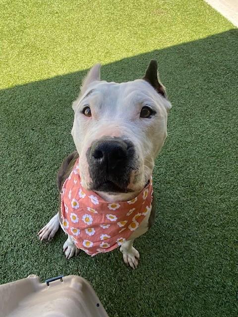 Enlarge Isabella , a ADOPTABLE mixed breed in Fayetteville, AR image 4/6