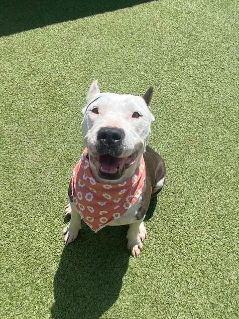 Enlarge Isabella , a ADOPTABLE mixed breed in Fayetteville, AR image 3/6