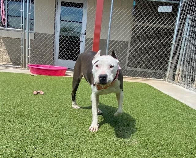 Enlarge Isabella , a ADOPTABLE mixed breed in Fayetteville, AR image 5/6