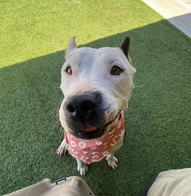 Enlarge Isabella , a ADOPTABLE mixed breed in Fayetteville, AR image 6/6