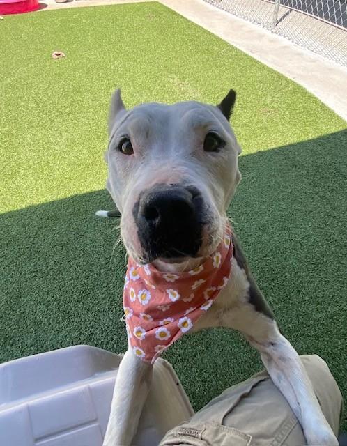 Enlarge Isabella , a ADOPTABLE mixed breed in Fayetteville, AR image 2/6