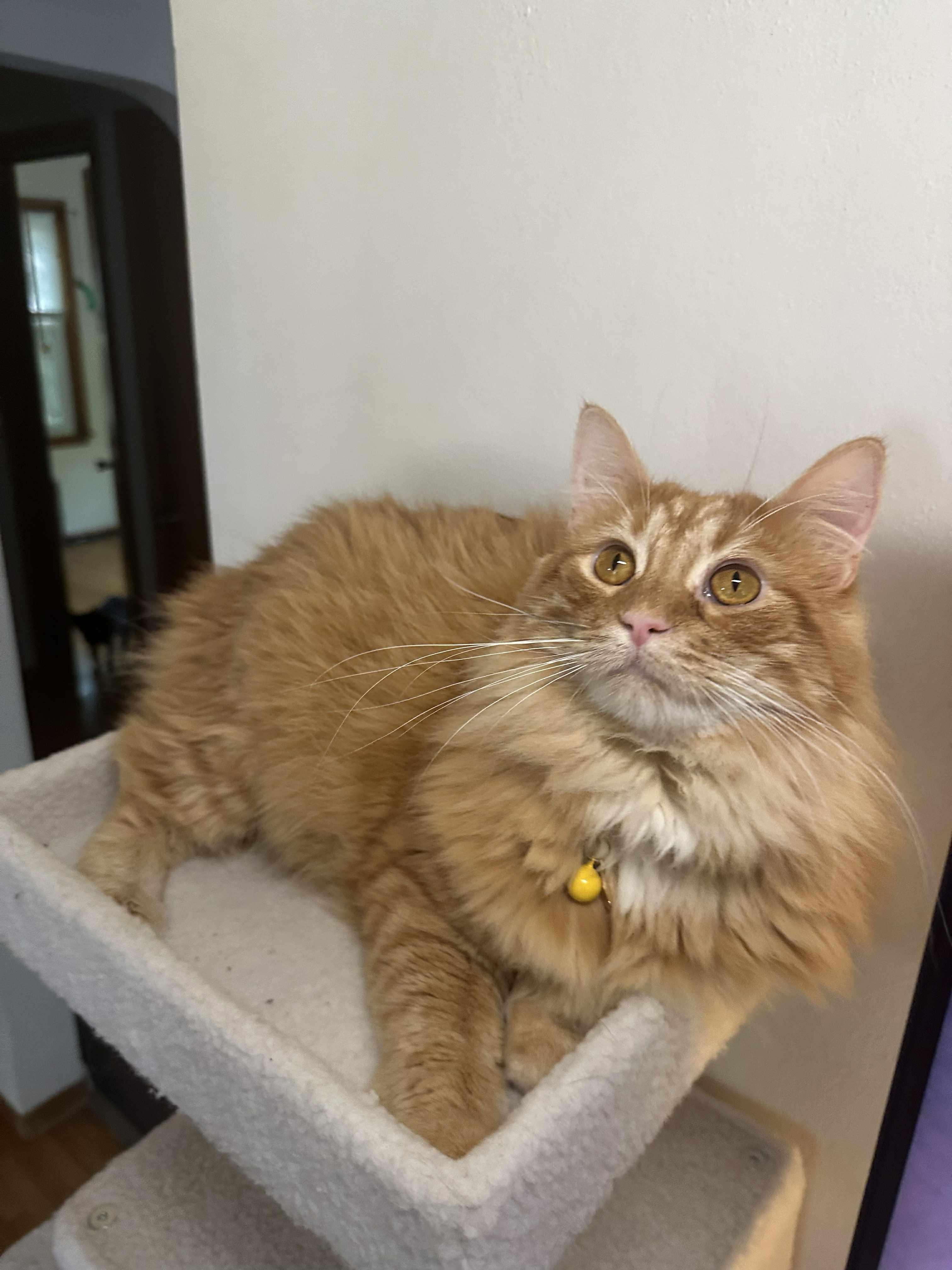 Marmalade