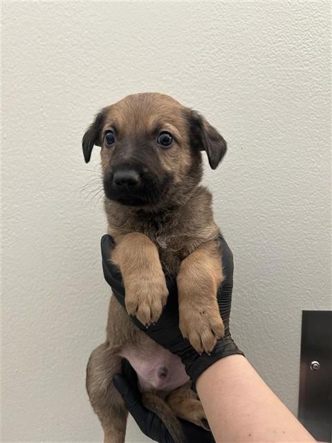 WEDGE, Adoptable, Puppy Male Belgian Shepherd / Malinois & German Shepherd Dog.