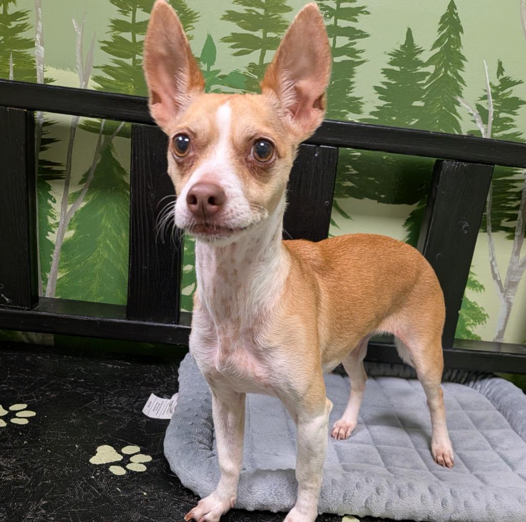 Enlarge Masie, a Adoptable Chihuahua in Logan, UT image 1/1