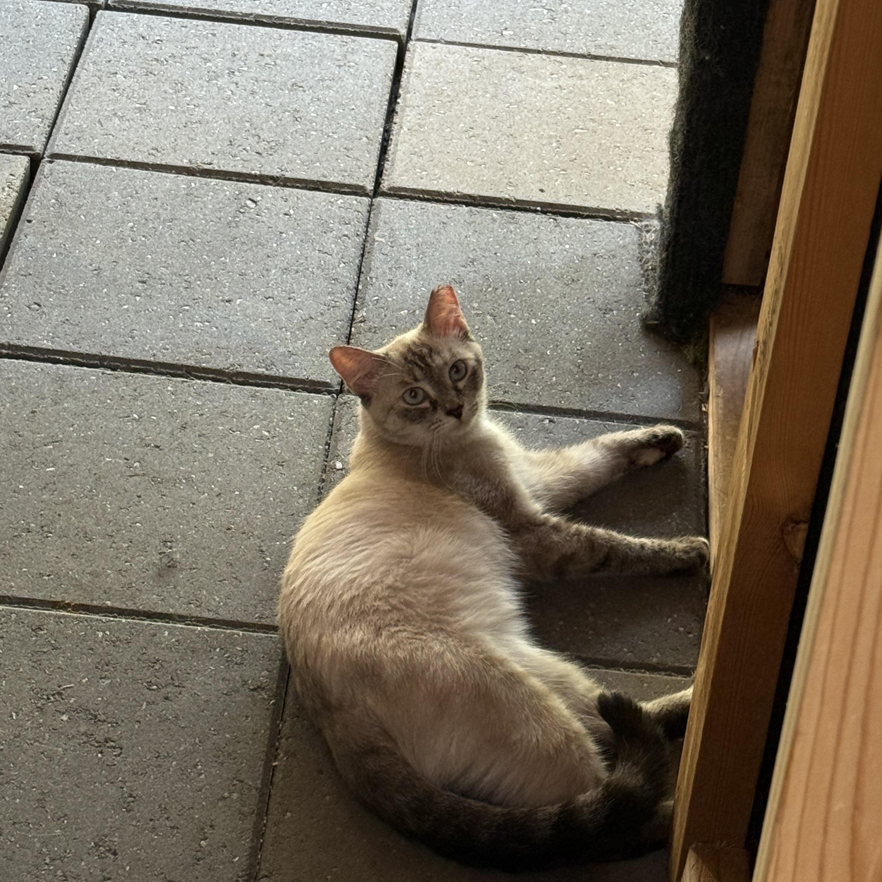 Popper aka "Pretty Little Thing" aka "PLT", ADOPTABLE, Young Female Siamese & Ragdoll.