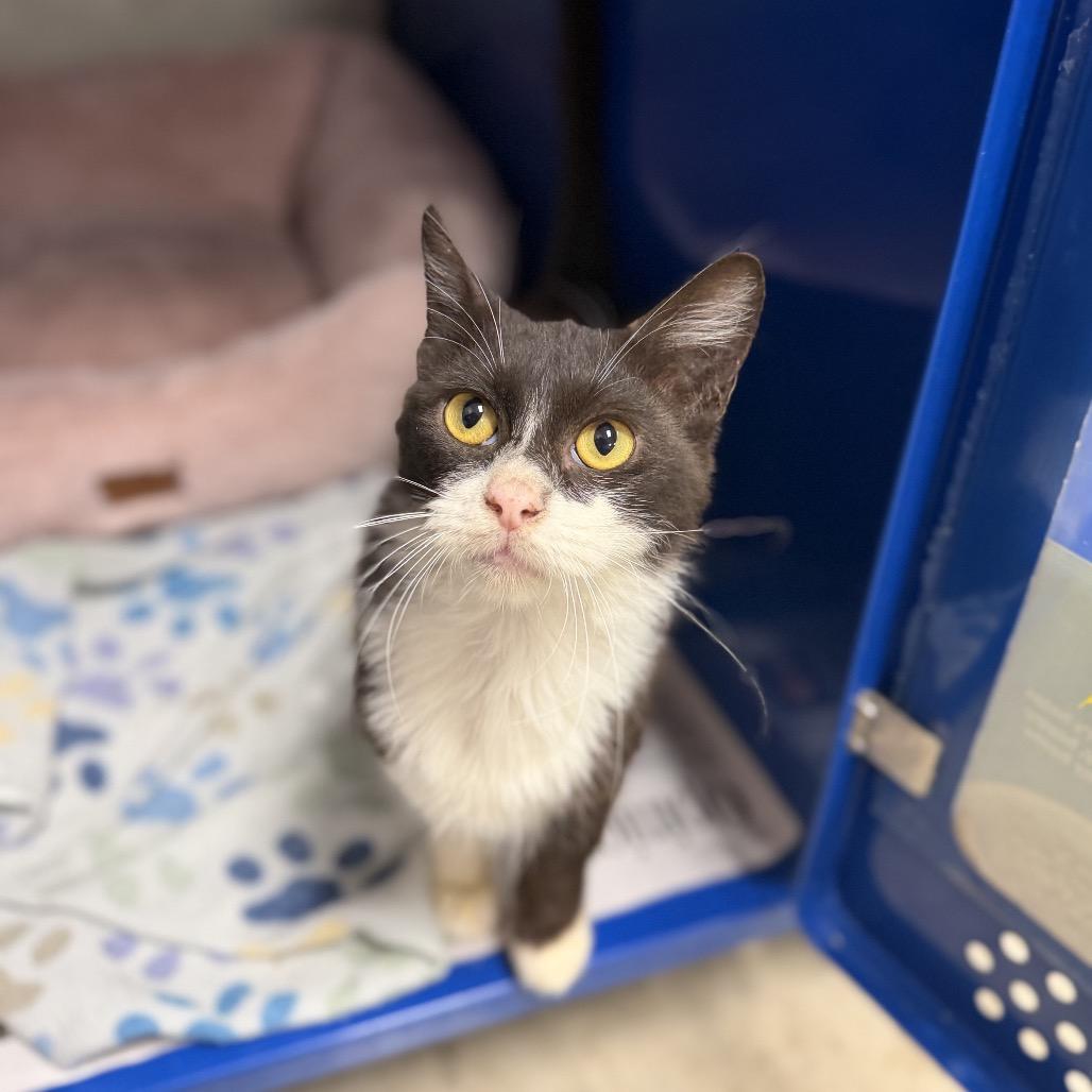 Liam - 081908U, Adoptable, Adult Male Domestic Short Hair.