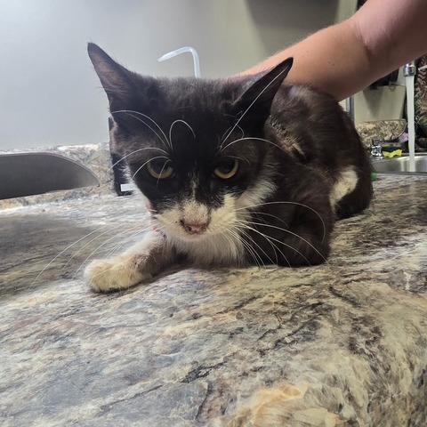 Enlarge Liam - 081908U, a Adoptable Domestic Short Hair in Tupelo, MS image 2/3