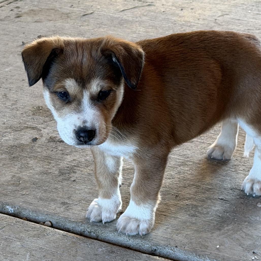 Aerial, Adoptable, Puppy Female Mixed Breed.