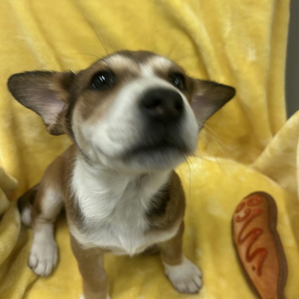 Aerial, a Adoptable Mixed Breed in Park City, UT image 2/6