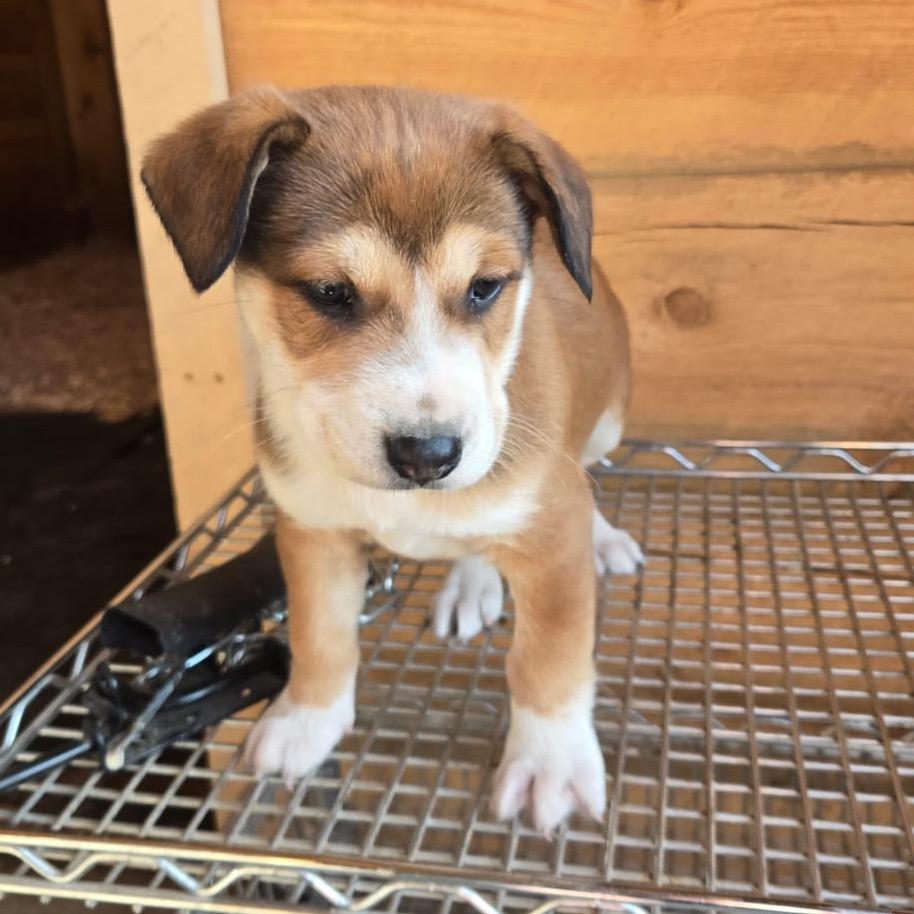 Aerial, a Adoptable Mixed Breed in Park City, UT image 3/6