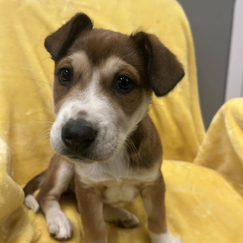 Aerial, a Adoptable Mixed Breed in Park City, UT image 4/6