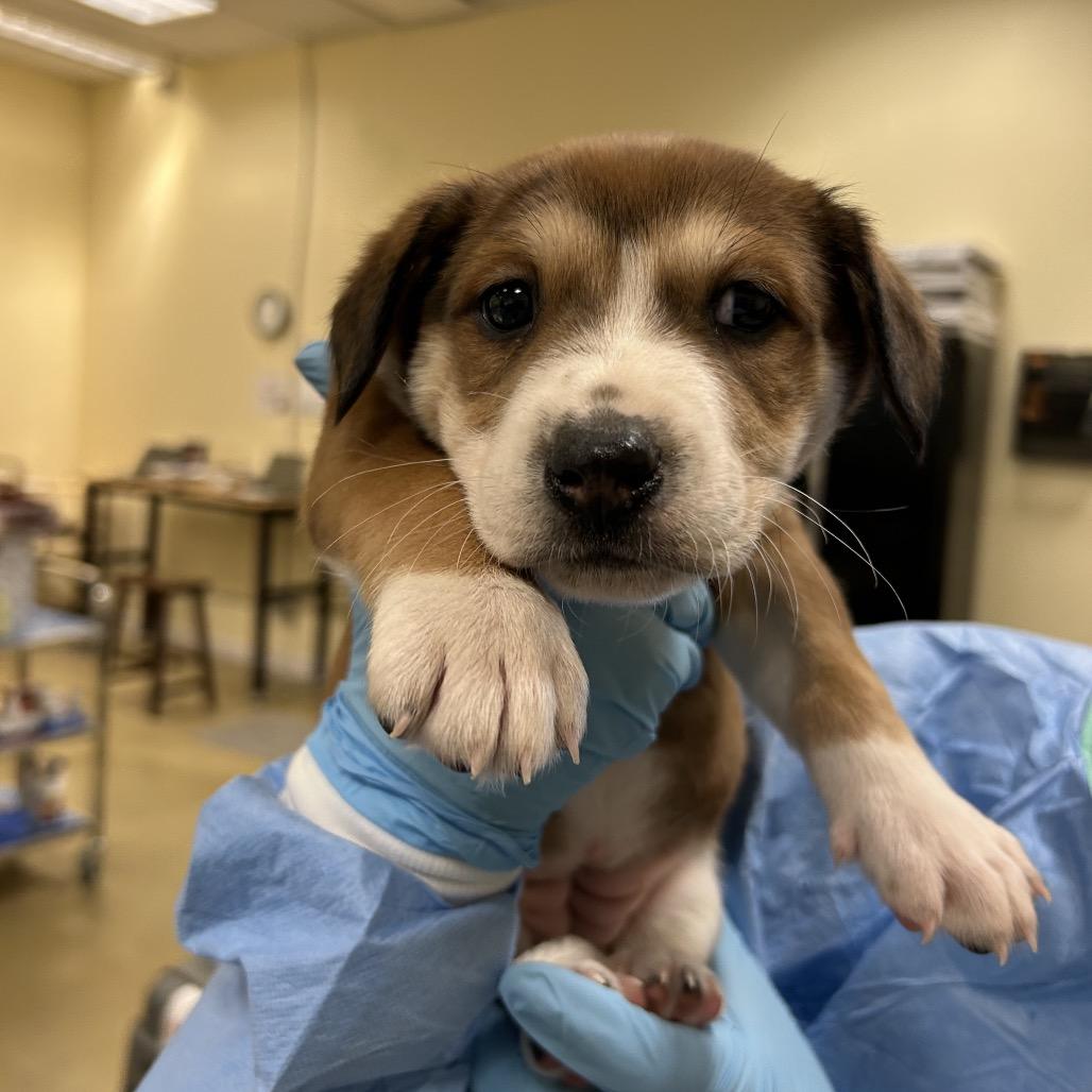 Aerial, a Adoptable Mixed Breed in Park City, UT image 5/6