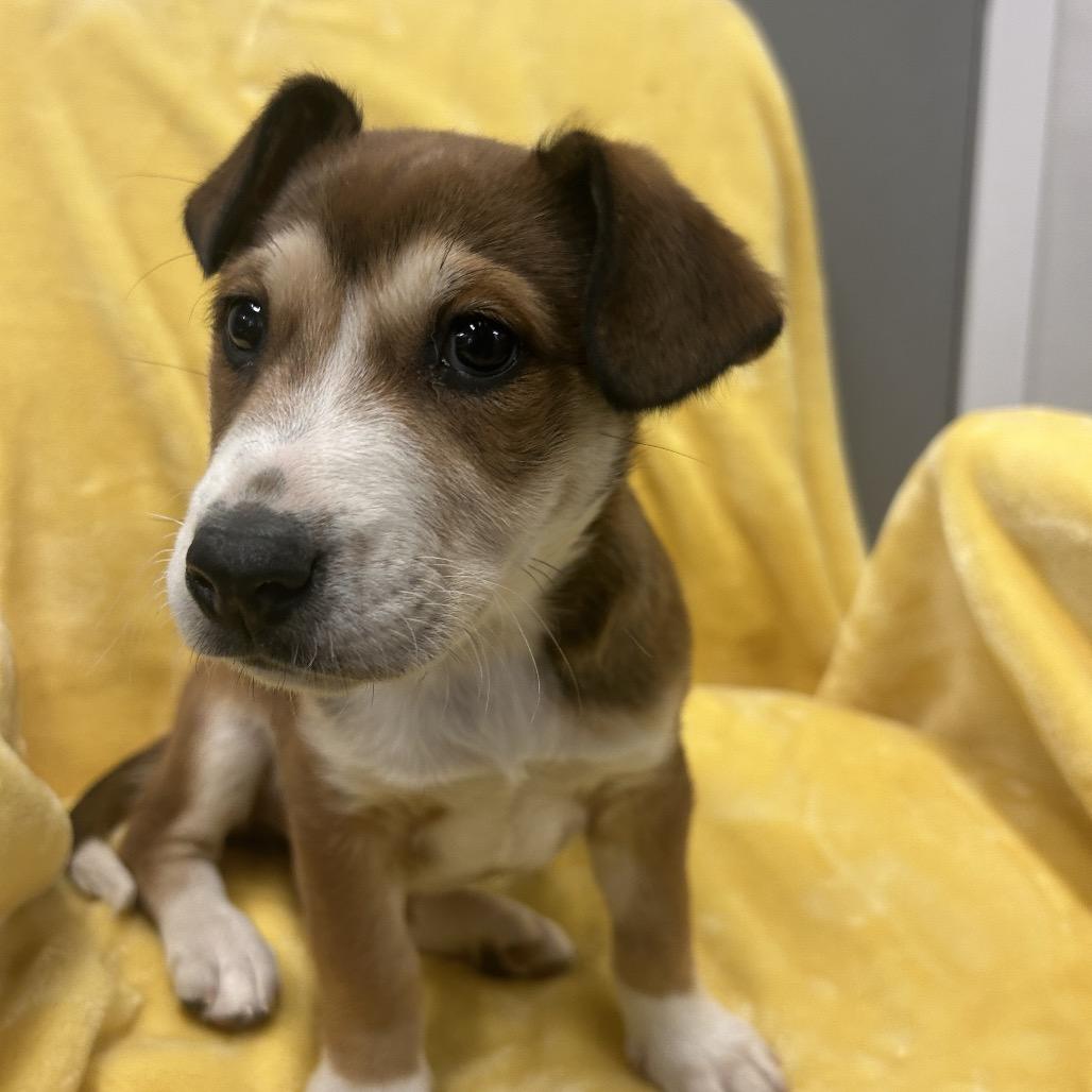 Aerial, a Adoptable Mixed Breed in Park City, UT image 6/6