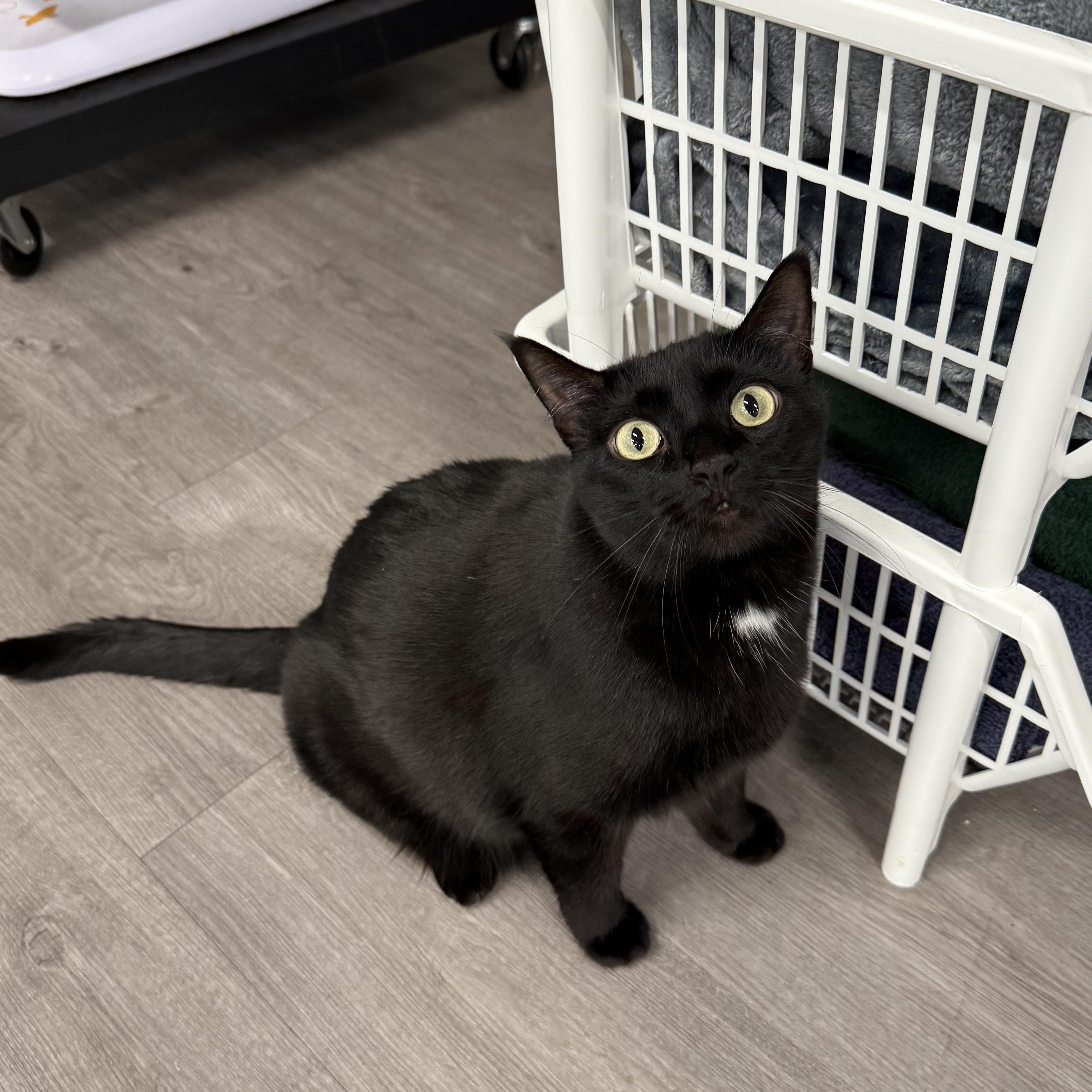 Miss Muffins, Adoptable, Adult Female Domestic Short Hair.