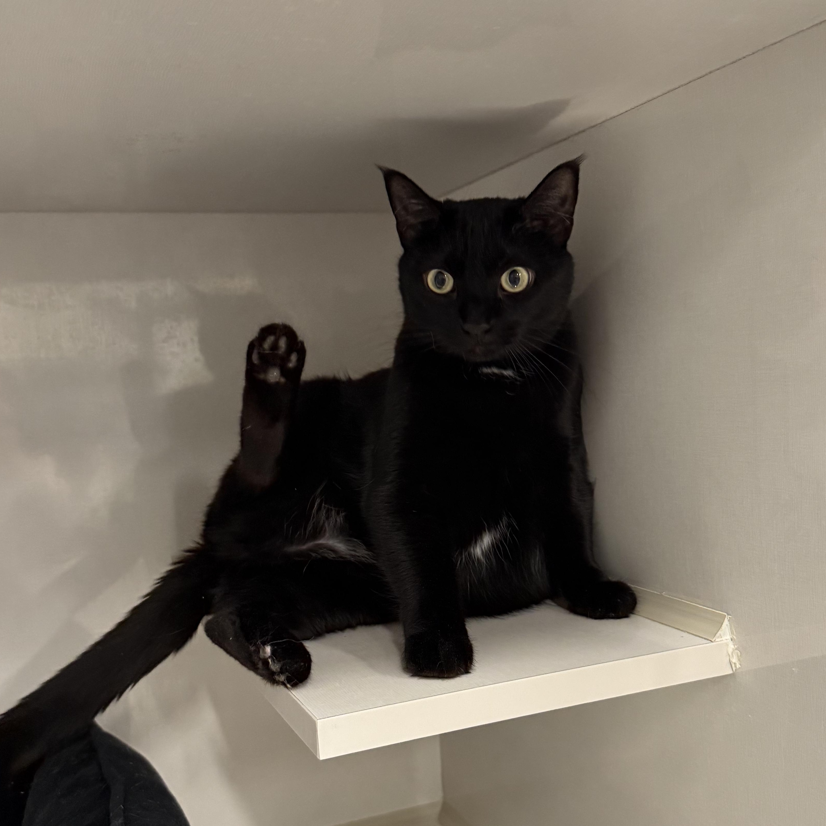 Miss Muffins, a Adoptable Domestic Short Hair in Walnut Creek, CA image 3/6