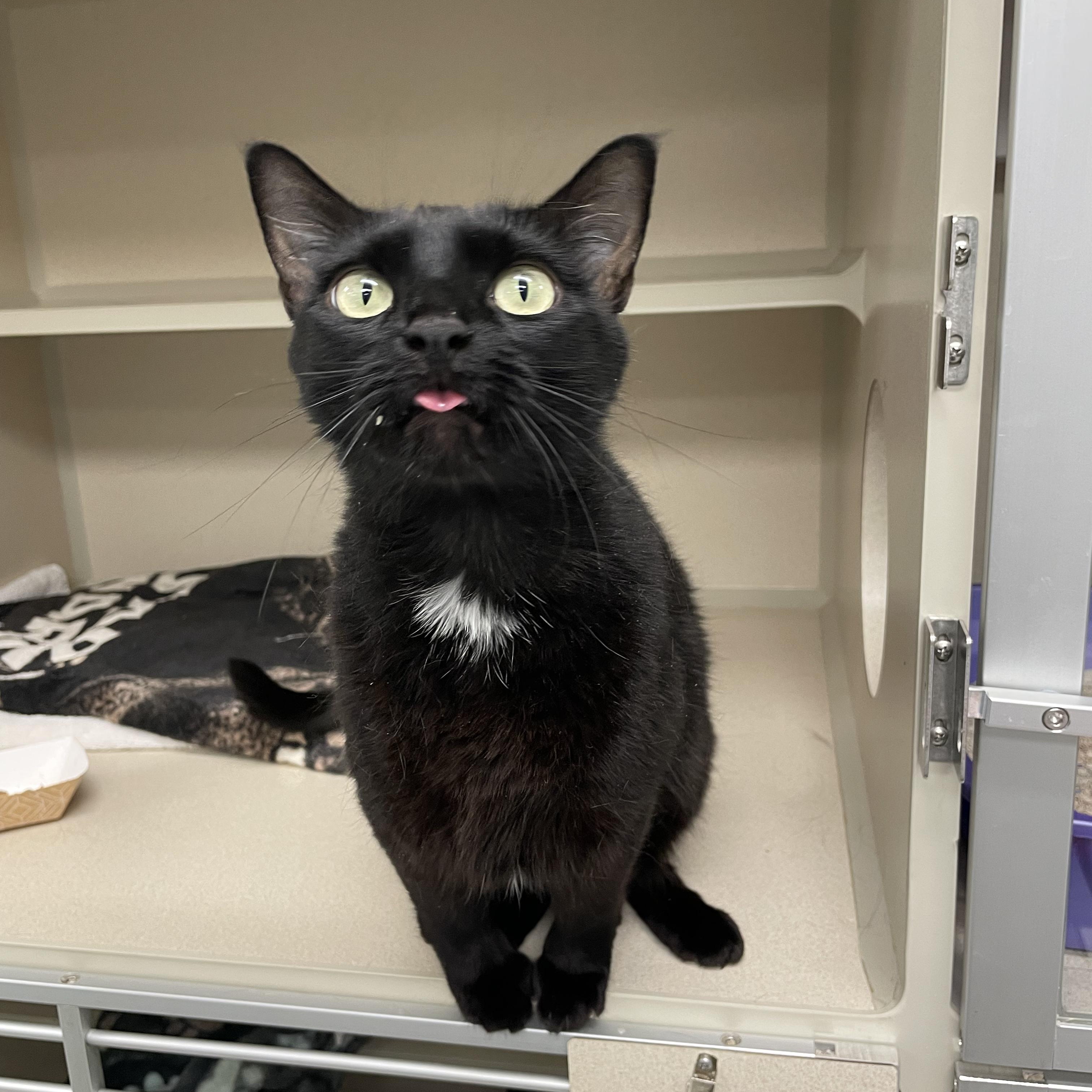 Miss Muffins, a Adoptable Domestic Short Hair in Walnut Creek, CA image 6/6
