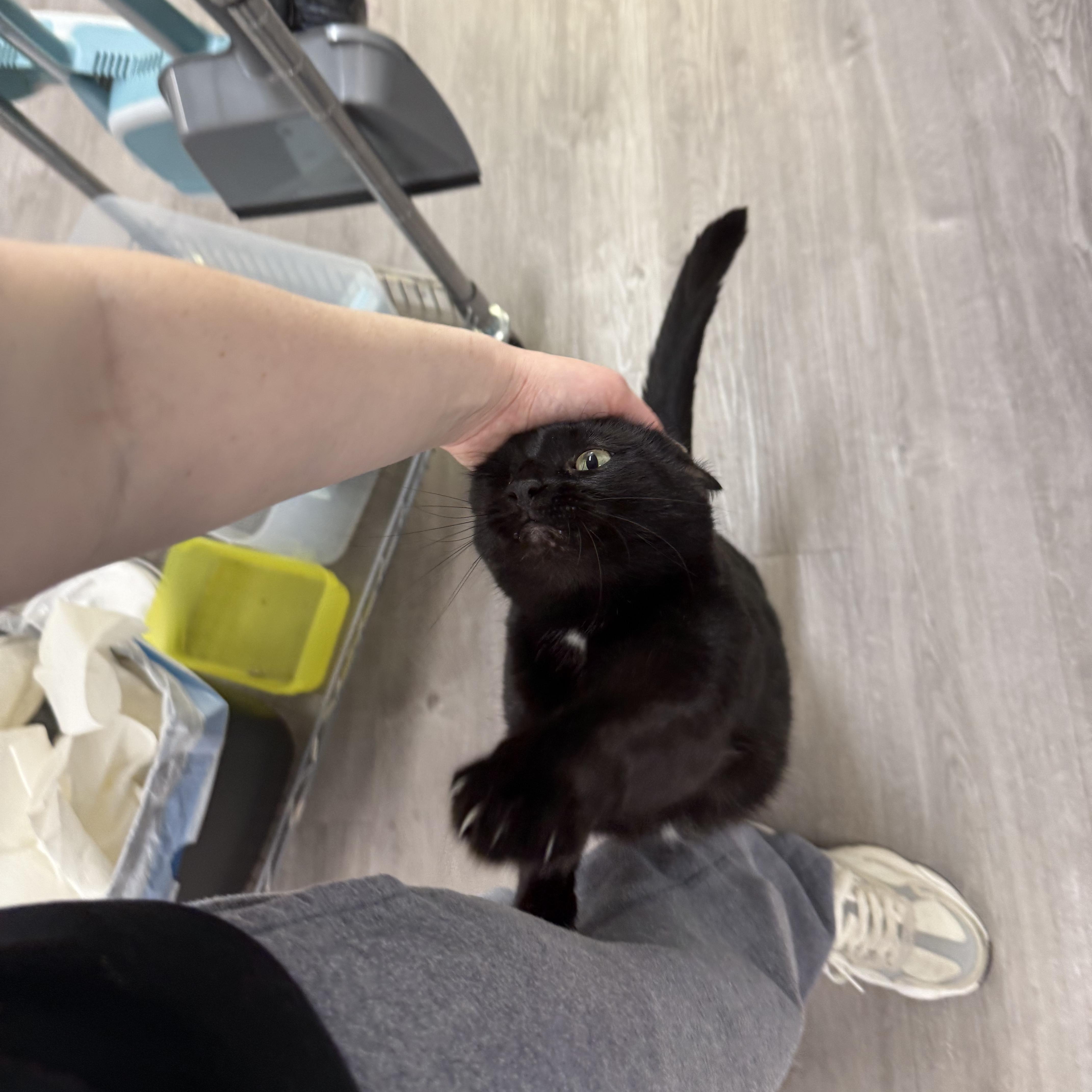 Miss Muffins, a Adoptable Domestic Short Hair in Walnut Creek, CA image 2/6