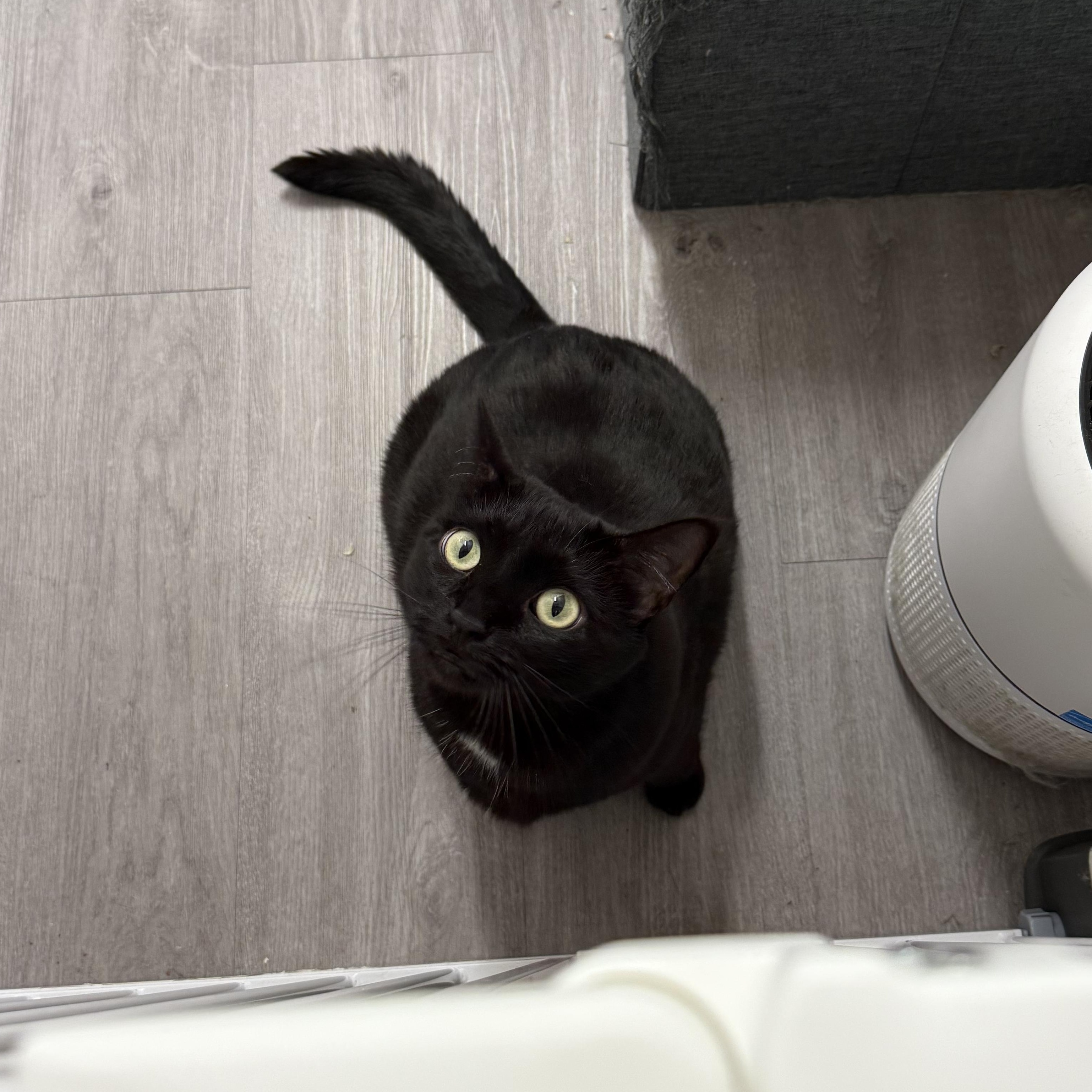 Miss Muffins, a Adoptable Domestic Short Hair in Walnut Creek, CA image 5/6