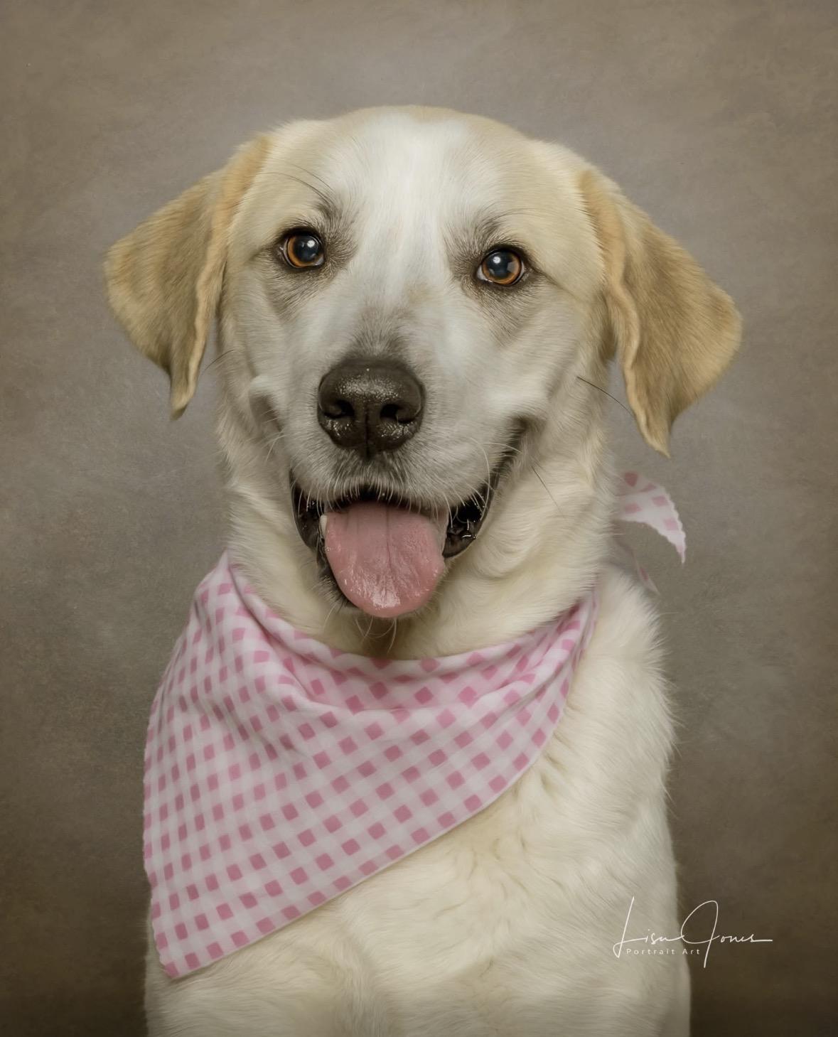 May, ADOPTABLE, Young Female Labrador Retriever & Great Pyrenees.