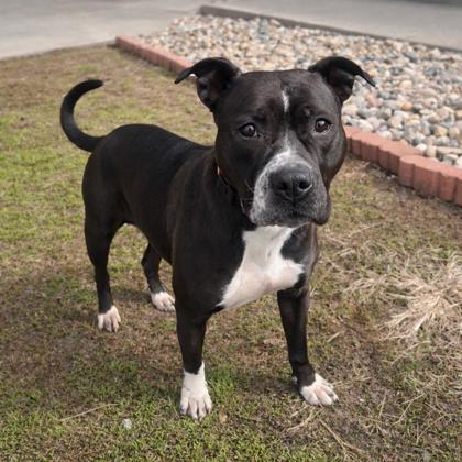 Enlarge Willow, a Adoptable mixed breed in Merriam, KS image 1/1
