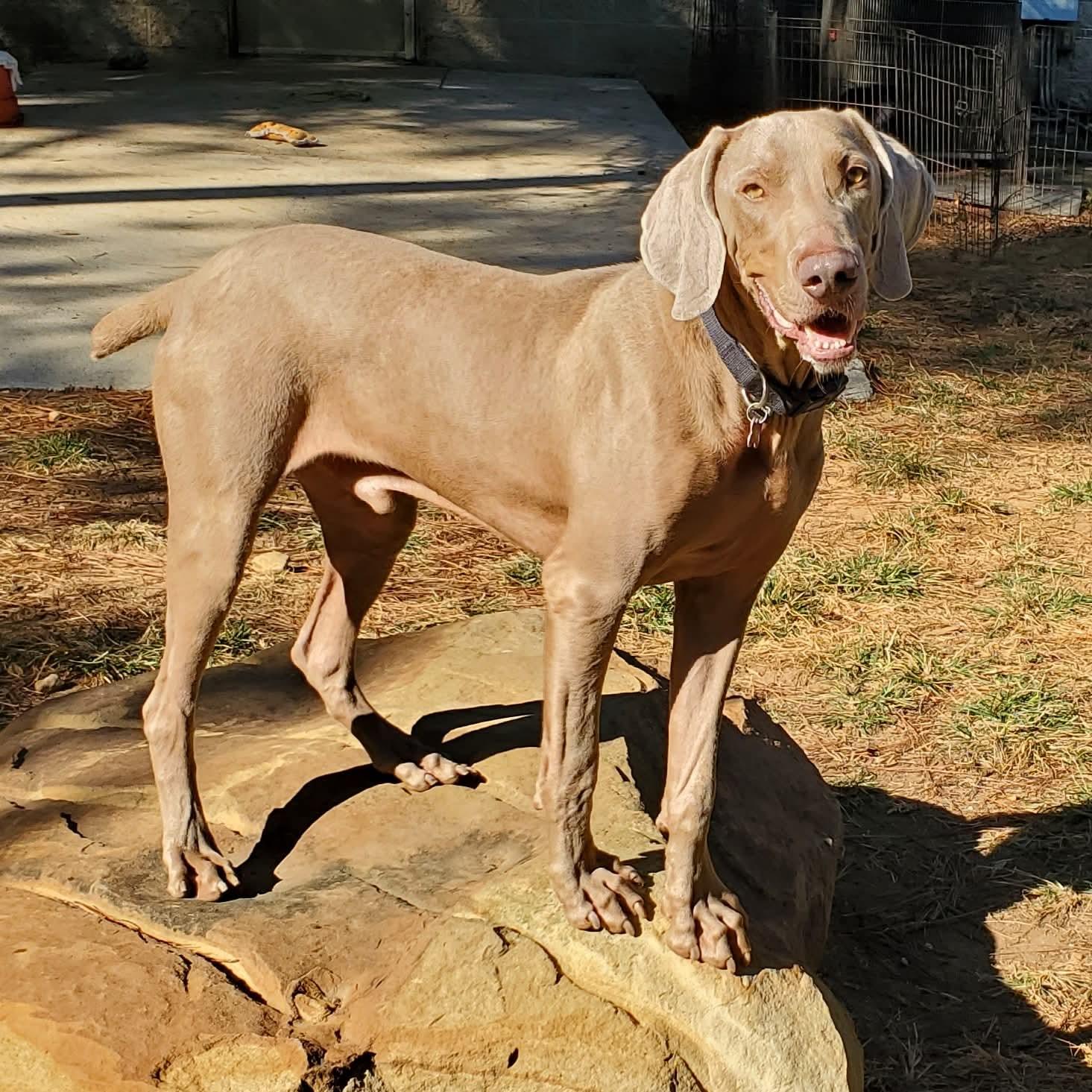 Tommy, adopted, Adult Male Weimaraner.