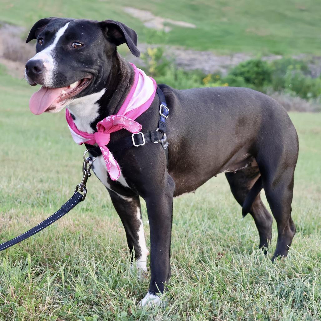 Enlarge Drita P4P, a Adoptable mixed breed in St Joseph, MO image 1/5