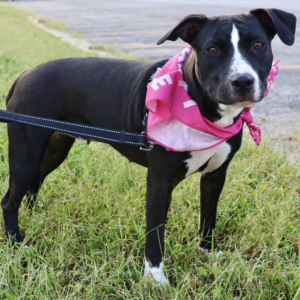 Enlarge Drita P4P, a Adoptable mixed breed in St Joseph, MO image 2/5