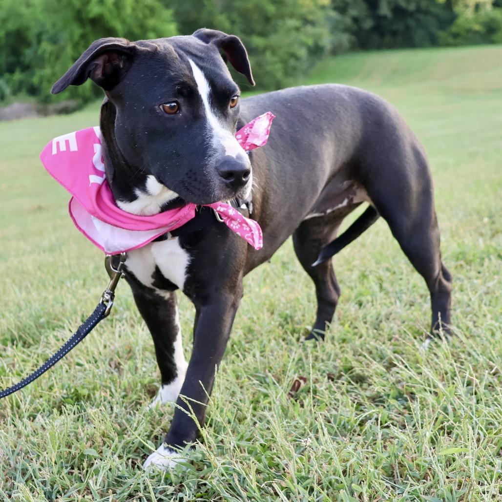 Enlarge Drita P4P, a Adoptable mixed breed in St Joseph, MO image 3/5
