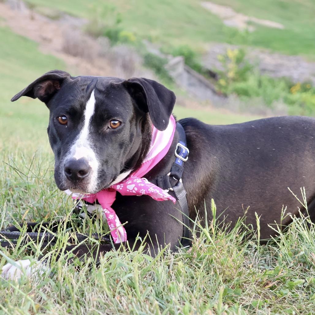 Enlarge Drita P4P, a Adoptable mixed breed in St Joseph, MO image 4/5