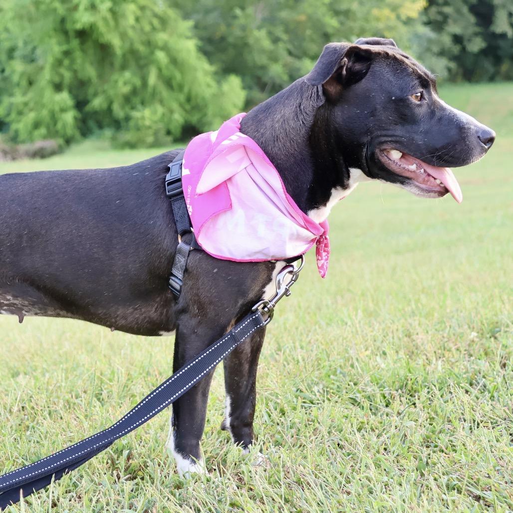 Enlarge Drita P4P, a Adoptable mixed breed in St Joseph, MO image 5/5