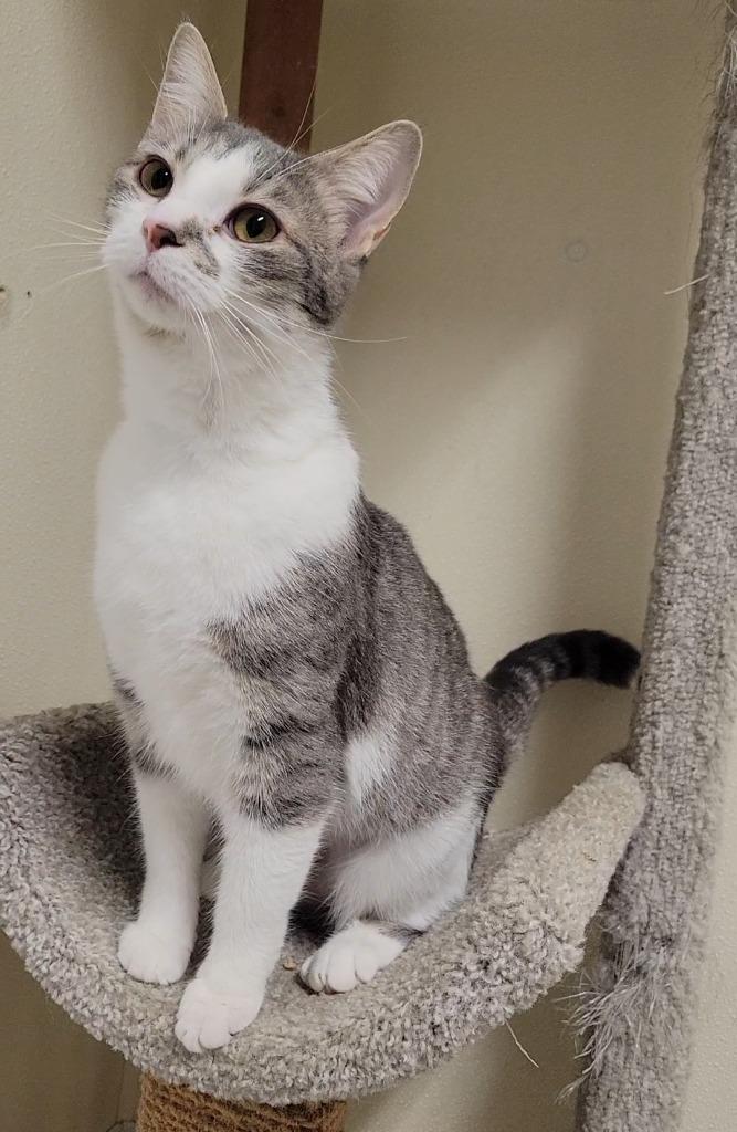 BELLINI, Adoptable, Young Female Domestic Short Hair.