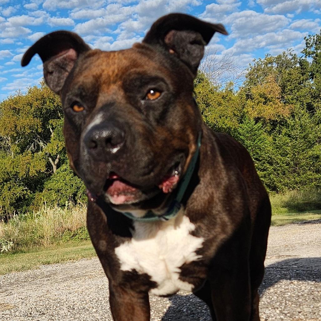 BW, Adoptable, Adult Male Pit Bull Terrier.