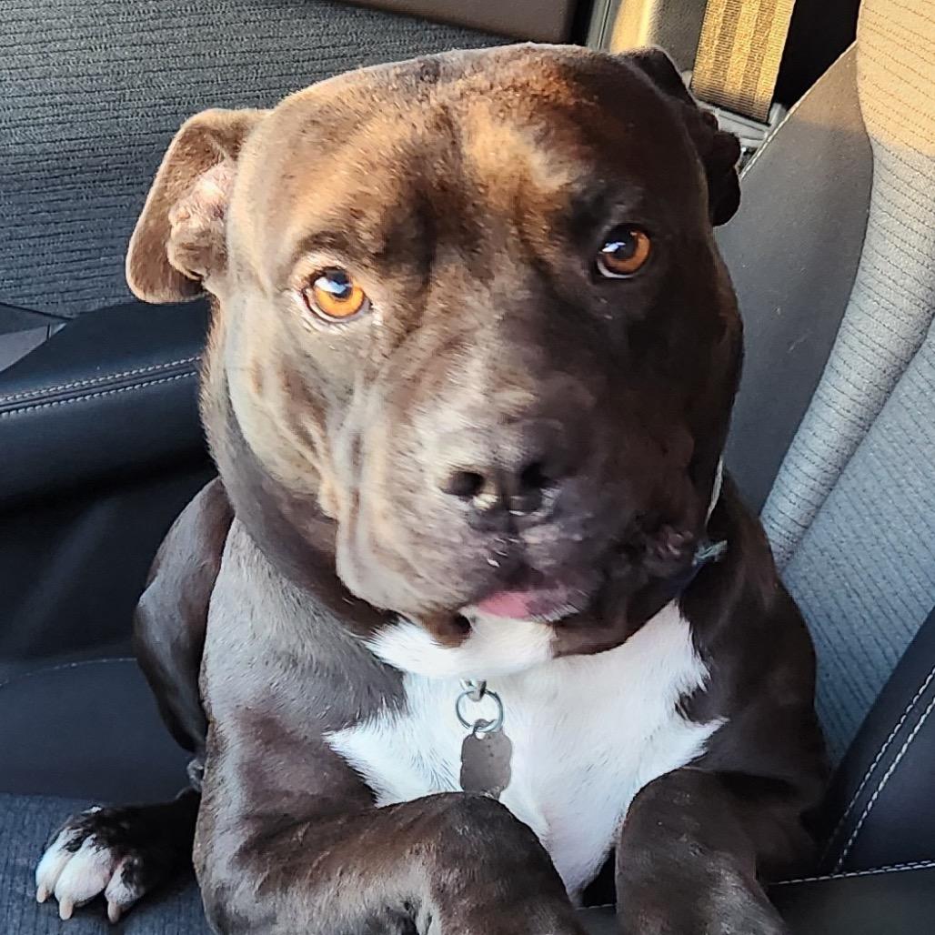 Enlarge BW, a Adoptable Pit Bull Terrier in Dallas, TX image 5/6