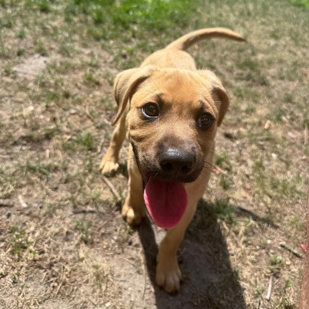 Enlarge Tanner, a ADOPTABLE mixed breed in Colonial Heights, VA image 2/2