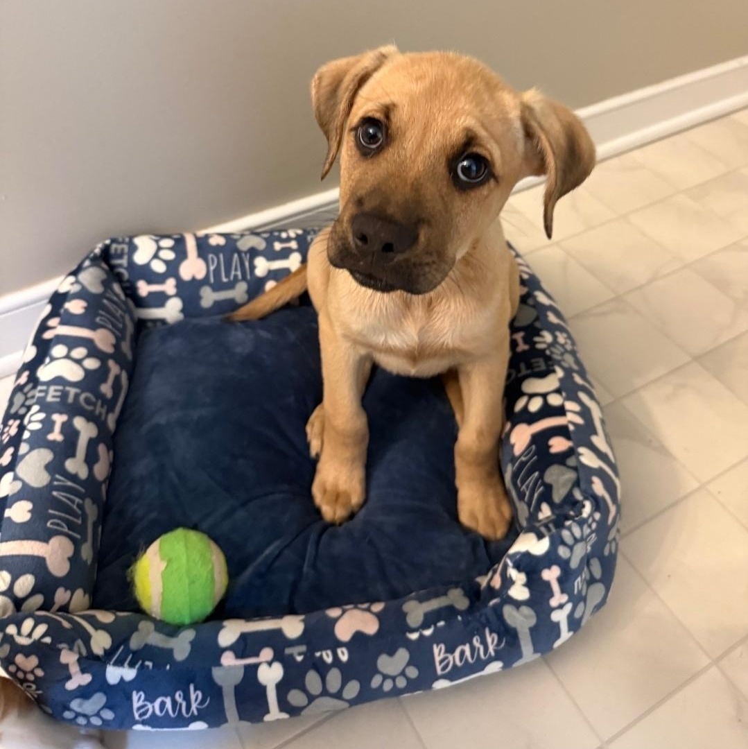 Tanner, ADOPTABLE, Puppy Male Boxer & Hound.