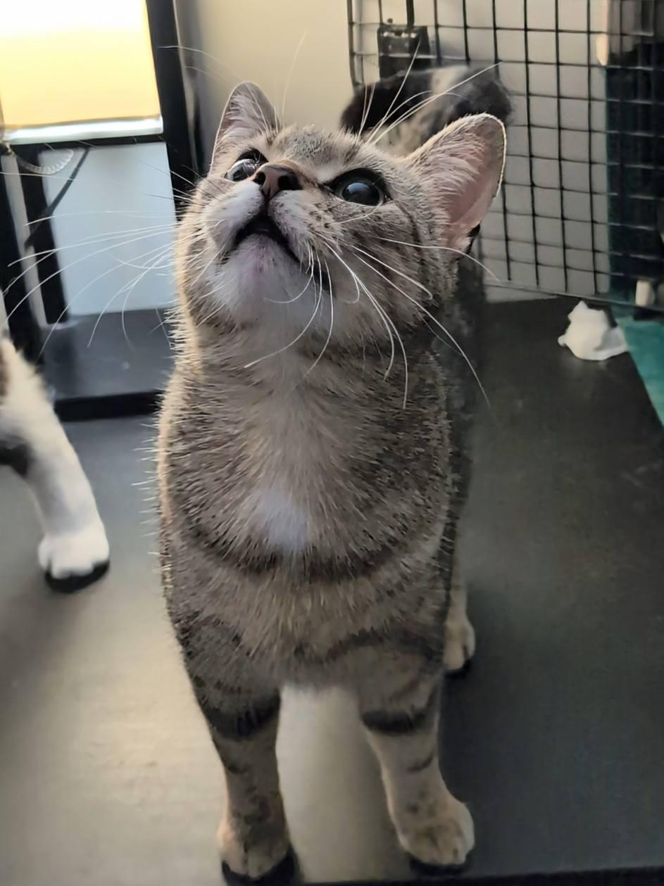 Twilight, an adopted Domestic Short Hair in Spencerville, ON image 5/5