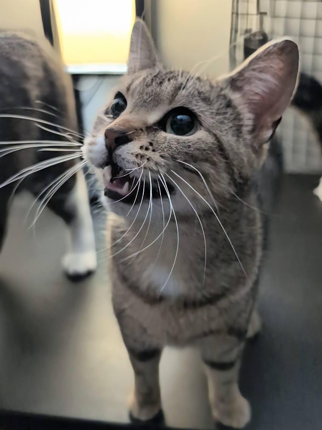 Twilight, an adopted Domestic Short Hair in Spencerville, ON image 3/5