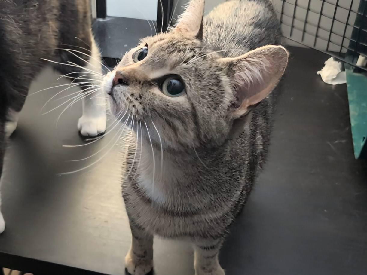 Twilight, an adopted Domestic Short Hair in Spencerville, ON image 2/5